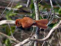 Casiorne roux Casiornis rufus