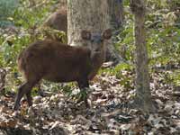 Cerf cochon Axis porcinus