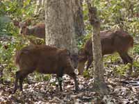 Cerf cochon Axis porcinus