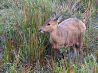 Cerf cochon Axis porcinus