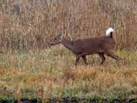 Cerf cochon Axis porcinus