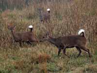 Cerf cochon Axis porcinus