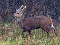 Cerf cochon Axis porcinus