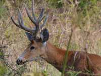 Cerf des marais Blastocerus dichotomus