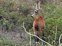 Cerf des marais Blastocerus dichotomus