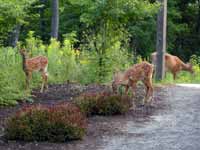 Cerf de Virginie Odocoileus virginianus