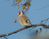 Carduelis carduelis