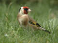 Chardonneret élégant Carduelis carduelis