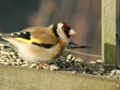 Chardonneret élégant Carduelis carduelis