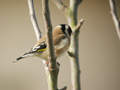 Chardonneret élégant Carduelis carduelis