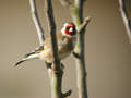 Chardonneret élégant Carduelis carduelis