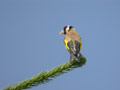 Chardonneret élégant Carduelis carduelis