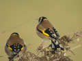 Chardonneret élégant Carduelis carduelis