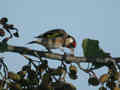 Chardonneret élégant Carduelis carduelis