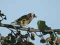 Chardonneret élégant Carduelis carduelis