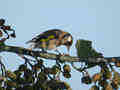 Chardonneret élégant Carduelis carduelis