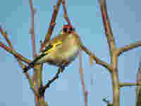 Chardonneret élégant Carduelis carduelis