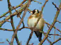 Chardonneret élégant Carduelis carduelis