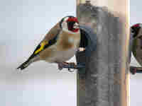 Chardonneret élégant Carduelis carduelis