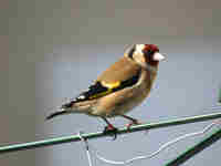 Chardonneret élégant Carduelis carduelis