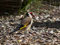 Chardonneret élégant Carduelis carduelis