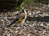 Chardonneret élégant Carduelis carduelis