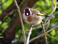 Chardonneret élégant Carduelis carduelis