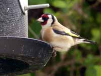 Chardonneret élégant Carduelis carduelis