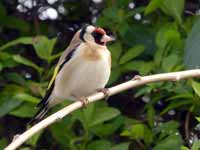 Chardonneret élégant Carduelis carduelis