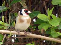 Chardonneret élégant Carduelis carduelis