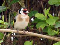 Chardonneret élégant Carduelis carduelis