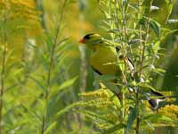 Chardonneret jaune Spinus tristis