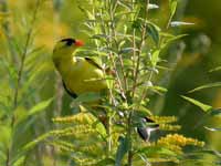 Chardonneret jaune Spinus tristis