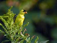 Chardonneret jaune Spinus tristis