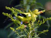 Chardonneret jaune Spinus tristis