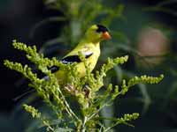 Chardonneret jaune Spinus tristis