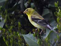 Chardonneret jaune Spinus tristis