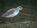 Chevalier arlequin Tringa erythropus