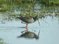 Chevalier arlequin Tringa erythropus