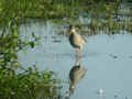 Chevalier arlequin Tringa erythropus