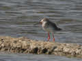 Chevalier arlequin Tringa erythropus