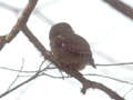 Chevêchette cuculoïde Glaucidium cuculoides