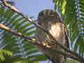 Chevêchette cuculoïde Glaucidium cuculoides