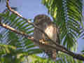 Chevêchette cuculoïde Glaucidium cuculoides