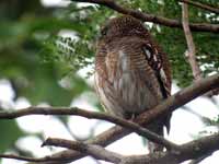 Chevêchette cuculoïde Glaucidium cuculoides