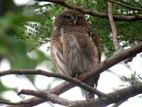 Chevêchette cuculoïde Glaucidium cuculoides