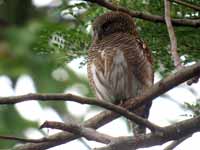 Chevêchette cuculoïde Glaucidium cuculoides