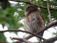 Chevêchette cuculoïde Glaucidium cuculoides