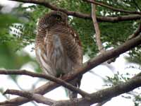 Chevêchette cuculoïde Glaucidium cuculoides