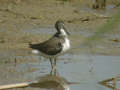 Chevalier culblanc Tringa ochropus